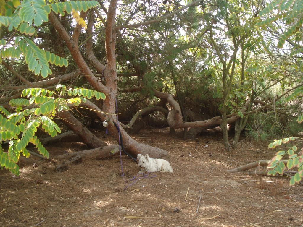 Finca Las Dunas Con Dos Chalets Con Jacuzzis En Primera Linea De Playa Uno De 4 Dormitorios Y Otro De 2 Dormitorios 로타 객실 사진